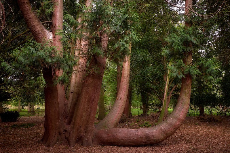 trees for windy coastal areas Uk