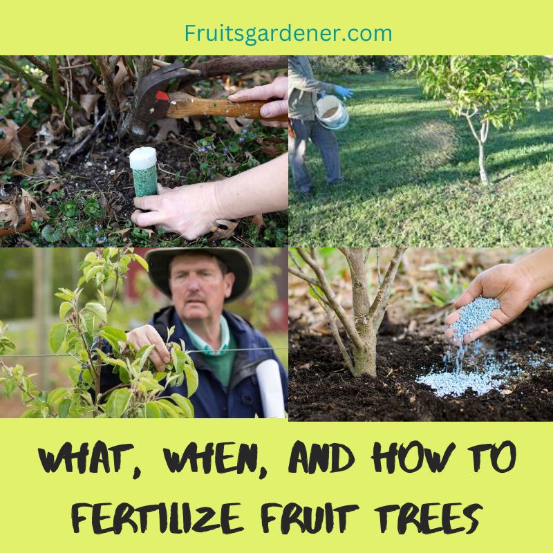 How Often to Fertilize Fruit Trees