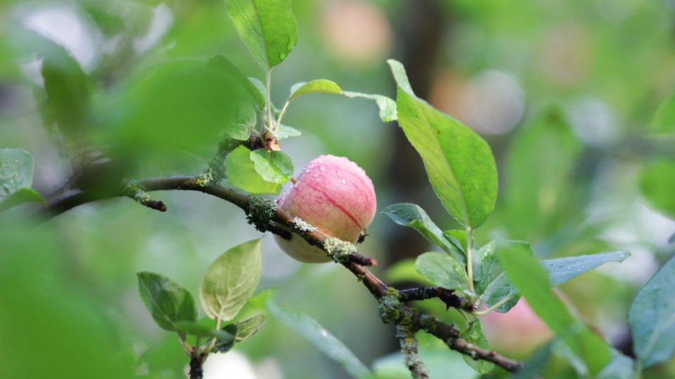 When to Plant Honeycrisp Apple Trees