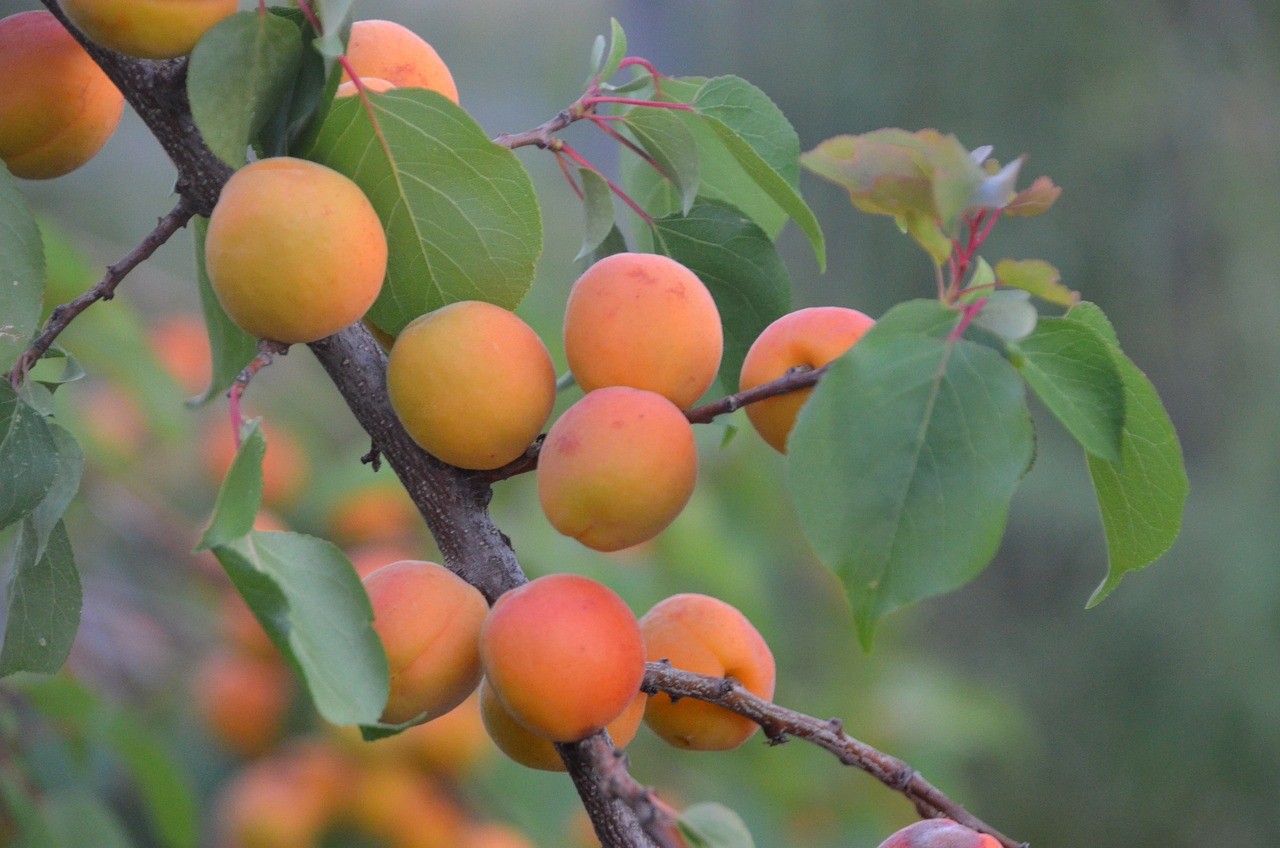 Low Maintenance Fruit Trees Uk