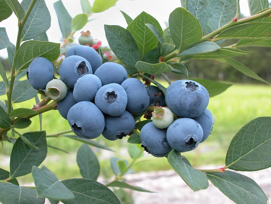 best fruit trees to grow in north Georgia