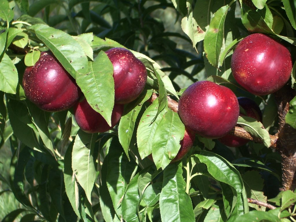 The 7 Fast-Growing Low Maintenance Fruit Trees Melbourne 2 Low Maintenance Fruit Trees Melbourne
