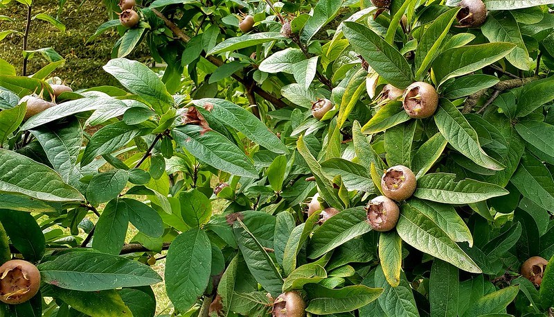 Best Fruit Trees for Small Gardens Uk