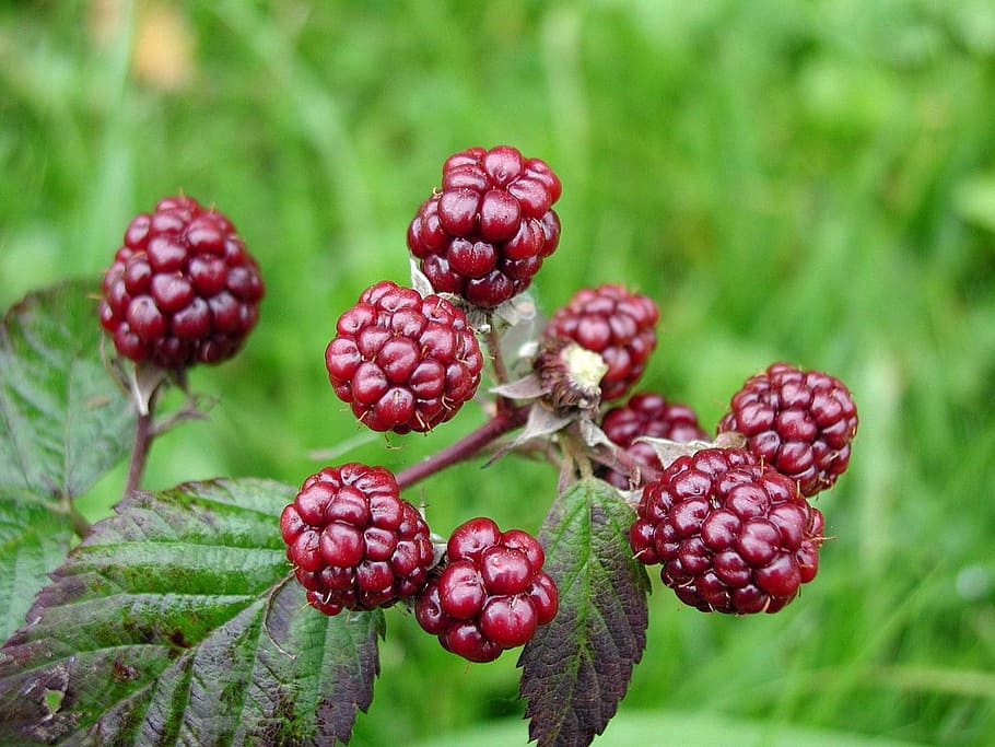 Low Maintenance Fruit Trees Uk