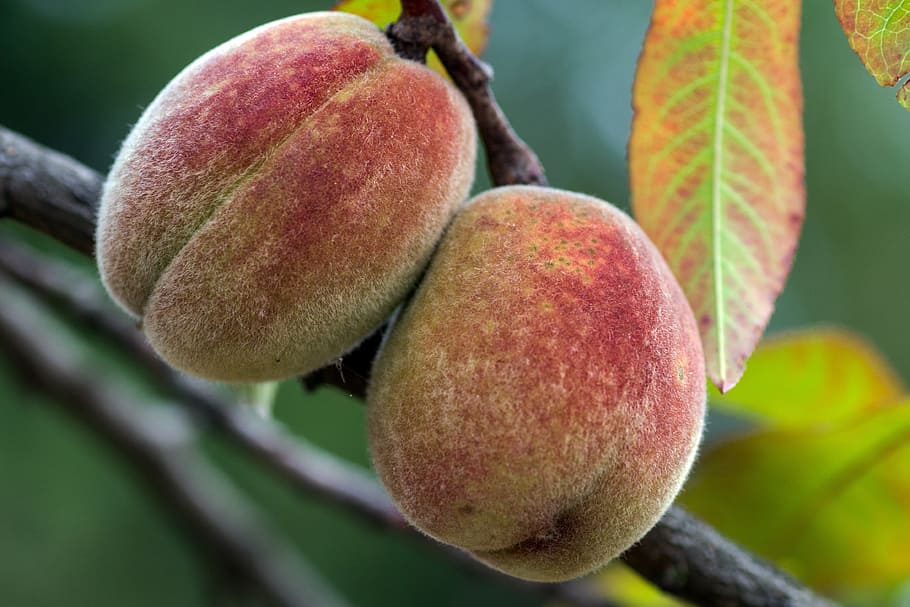 best fruit trees to grow in north Georgia