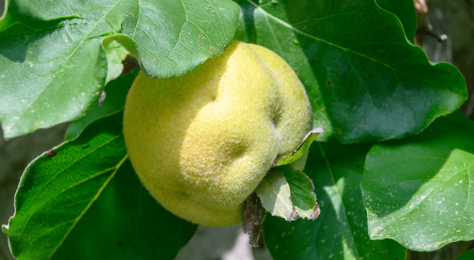 Best Fruit Trees for Small Gardens Uk