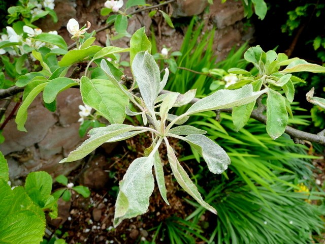 How to Treat Apple Tree Diseases