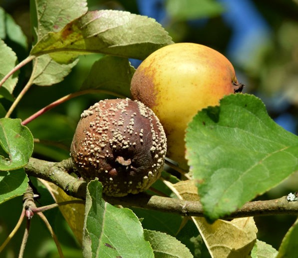 How to Treat Apple Tree Diseases