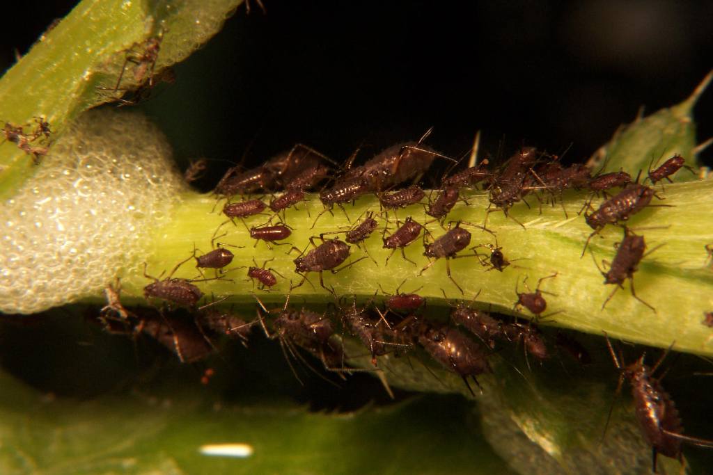 How to Treat Apple Tree Diseases