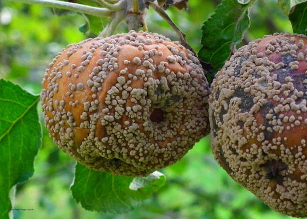 How to Treat Apple Tree Diseases