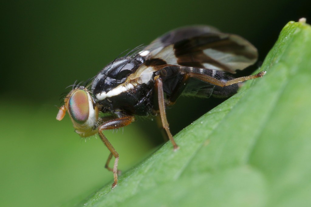 How to Keep Bugs off Apple Trees Naturally