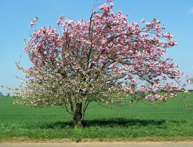 How Long Do Apple Trees Live