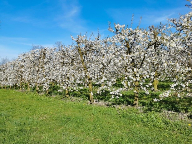 How Far Apart to Plant Apple Trees - Apple Tree Spacing 1 Apple Tree Spacing