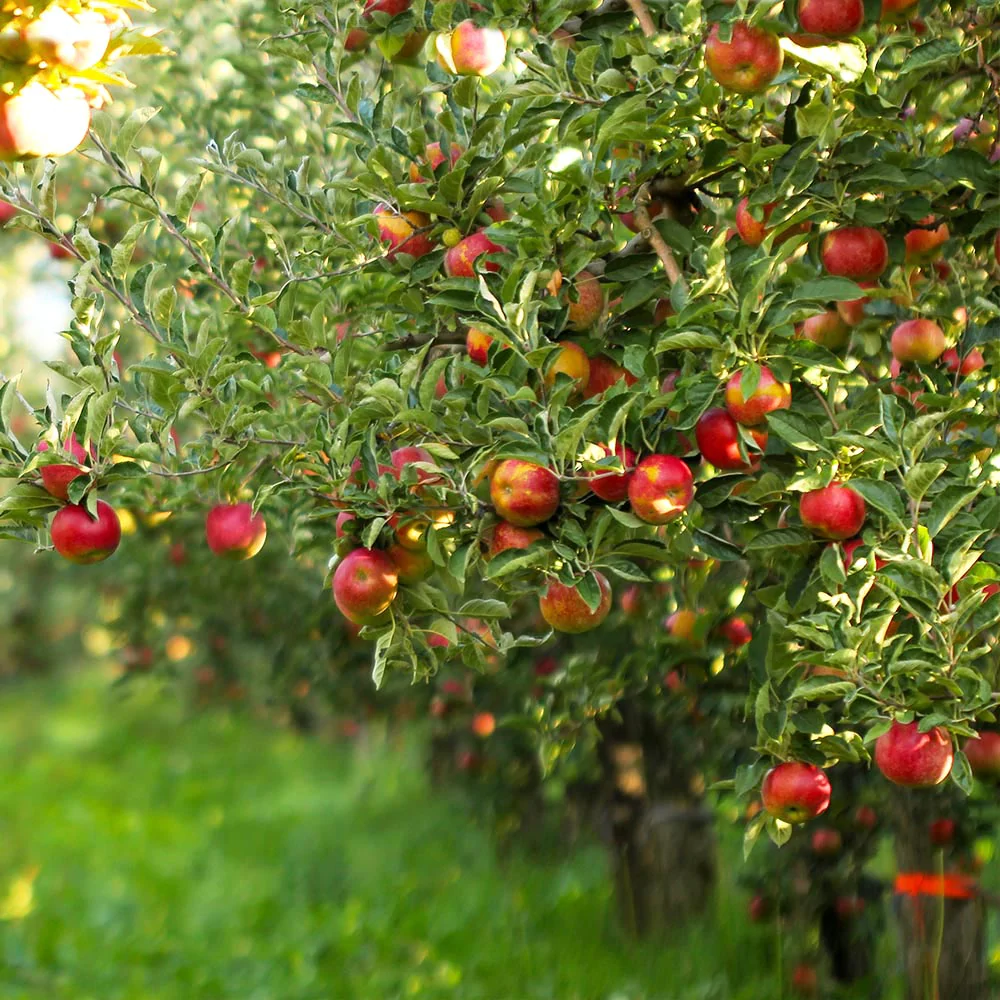 How Long Do Apple Trees Live