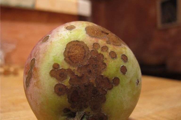 How to Treat Apple Tree Diseases