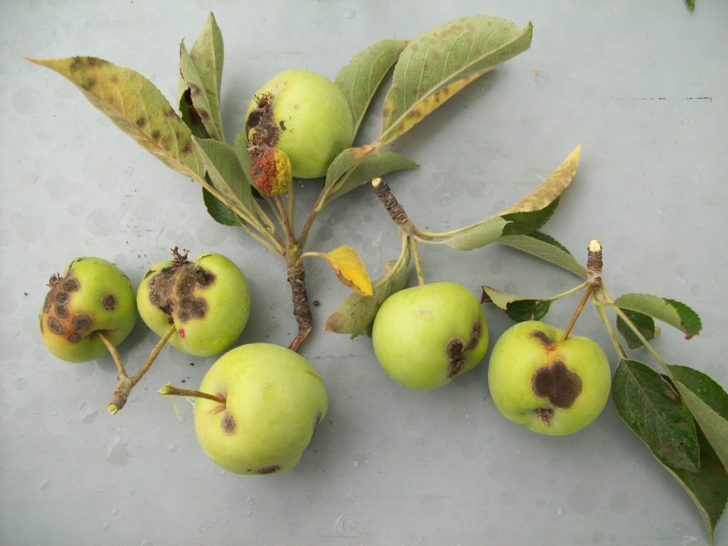 Apple scabs