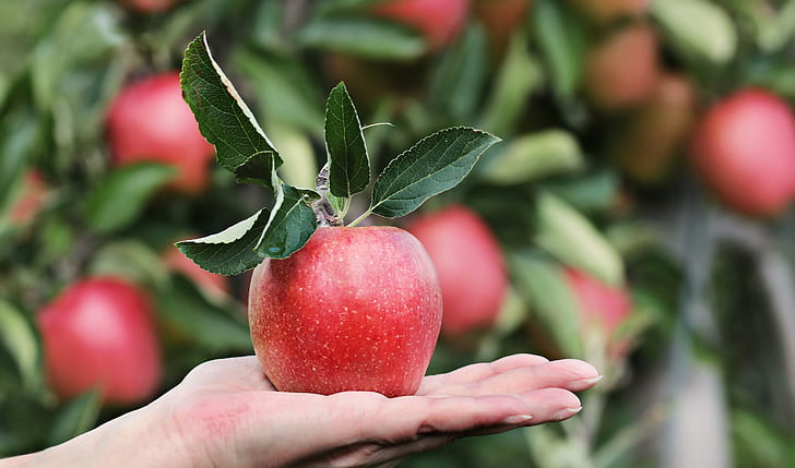 When is the Best Time to Plant Apple Trees