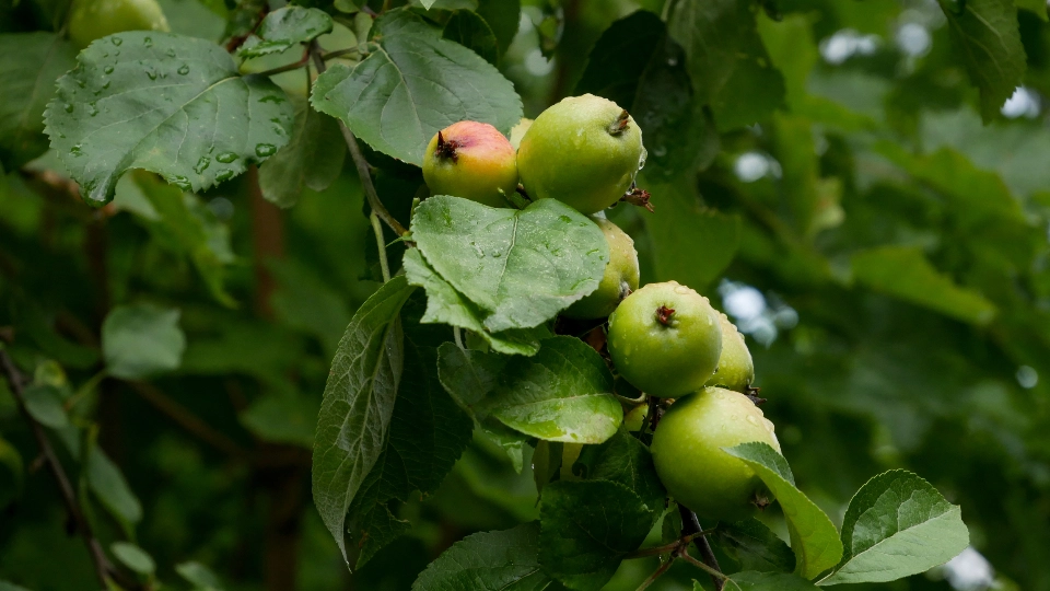 How Long Does It Take for an Apple Tree to Bear Fruit