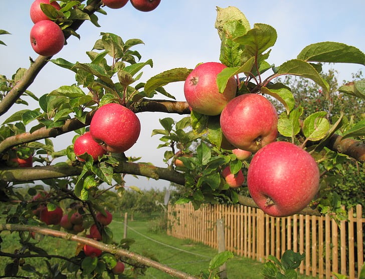 How Long Does It Take for an Apple Tree to Bear Fruit - 5 Fast Growing Apple Variety 1 How Long Does It Take for an Apple Tree to Bear Fruit