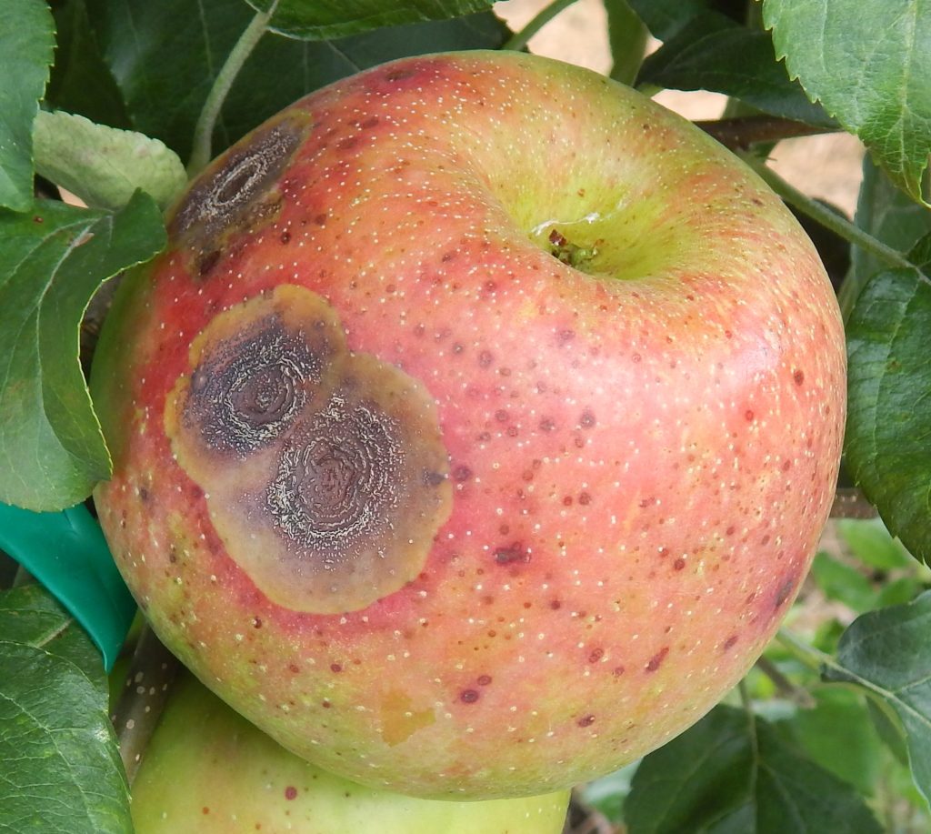 How to Treat Apple Tree Diseases - 8 Common Diseases And Solutions 11 How to Treat Apple Tree Diseases