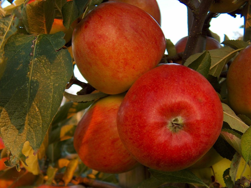 Braeburn Apple tree
