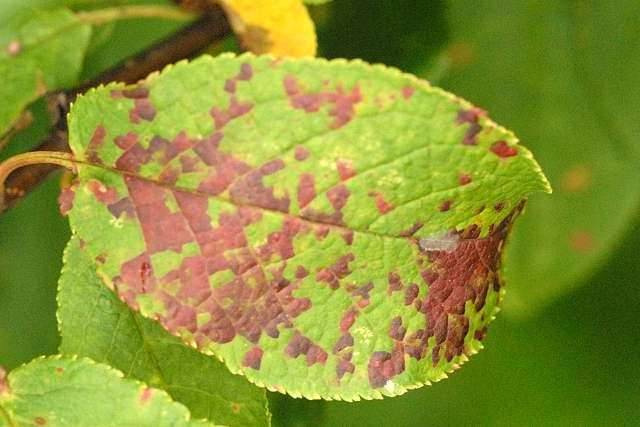 How to Treat Apple Tree Diseases