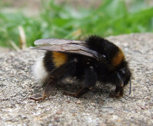 Bumblebees
