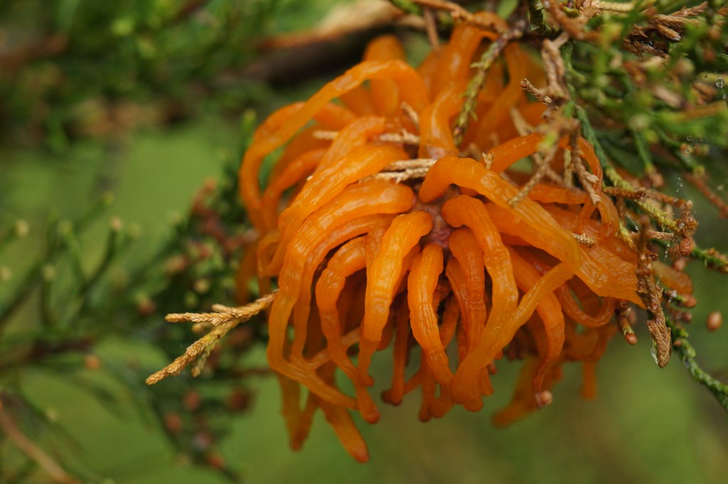 Cedar-apple rusts