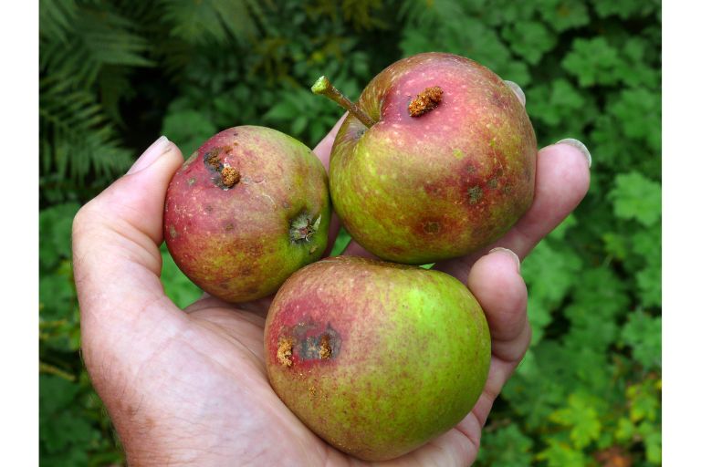 How to Keep Bugs off Apple Trees Naturally