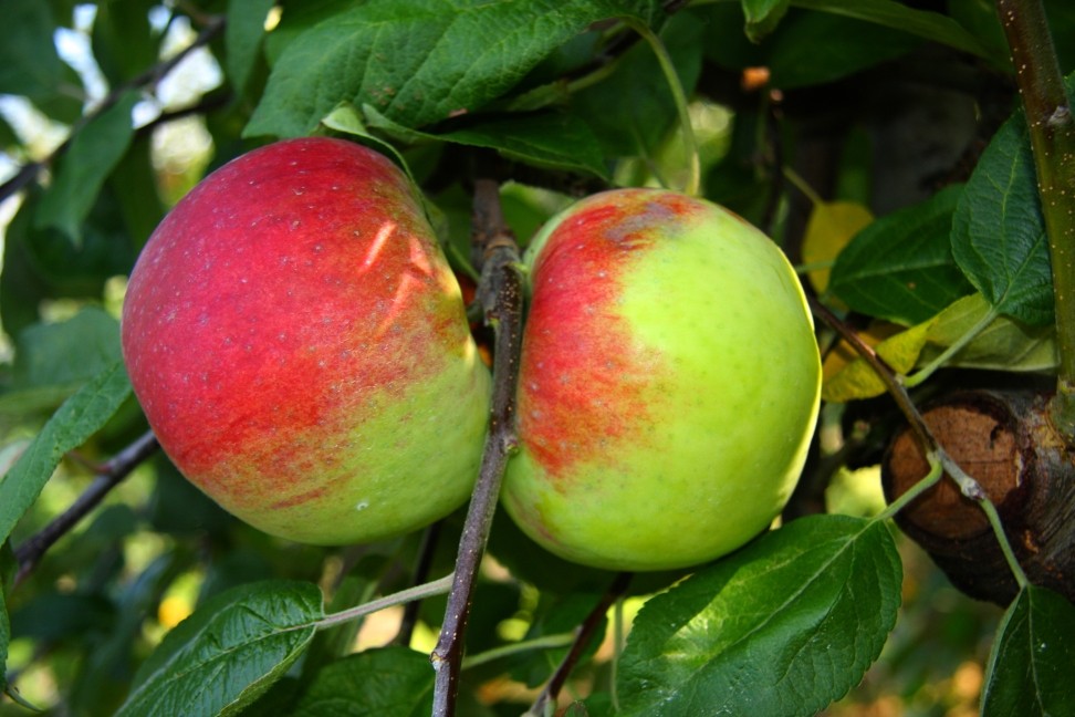 Cortland Apple tree