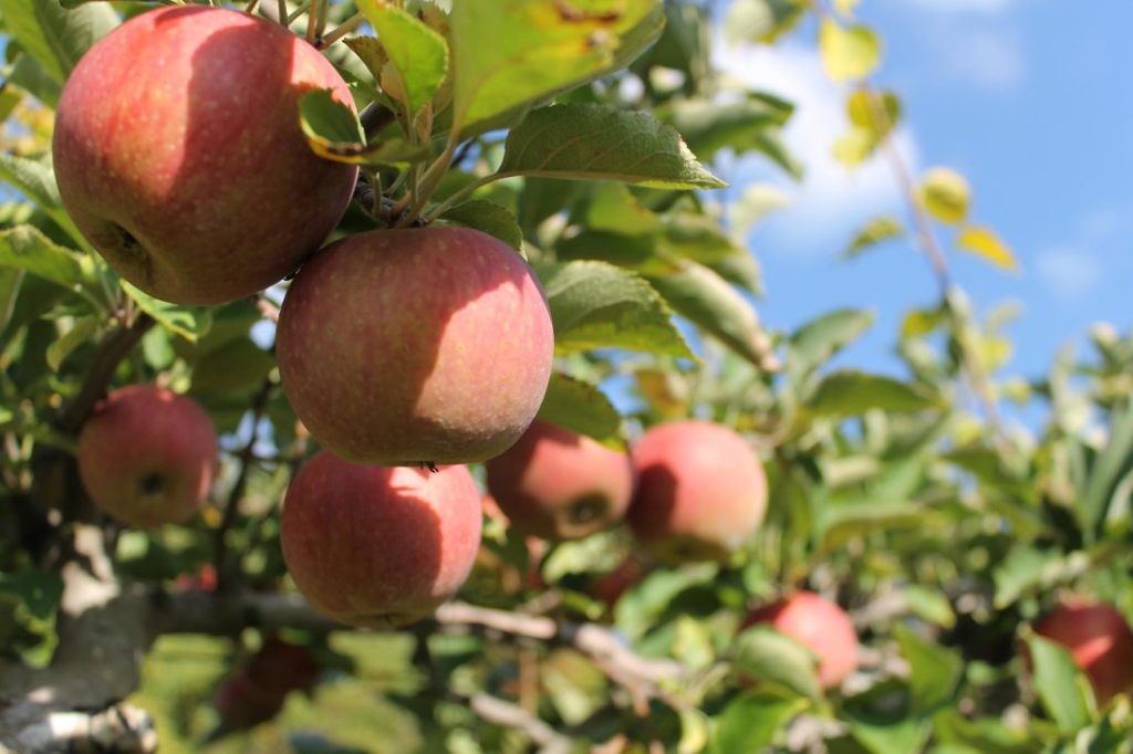 Empire Apple Tree