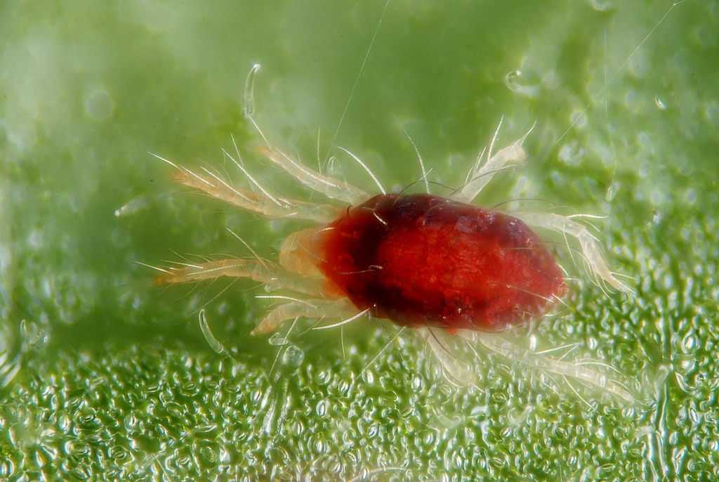 How to Keep Bugs off Apple Trees Naturally