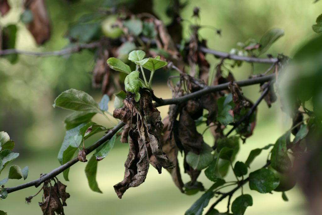 How to Keep Bugs off Apple Trees Naturally