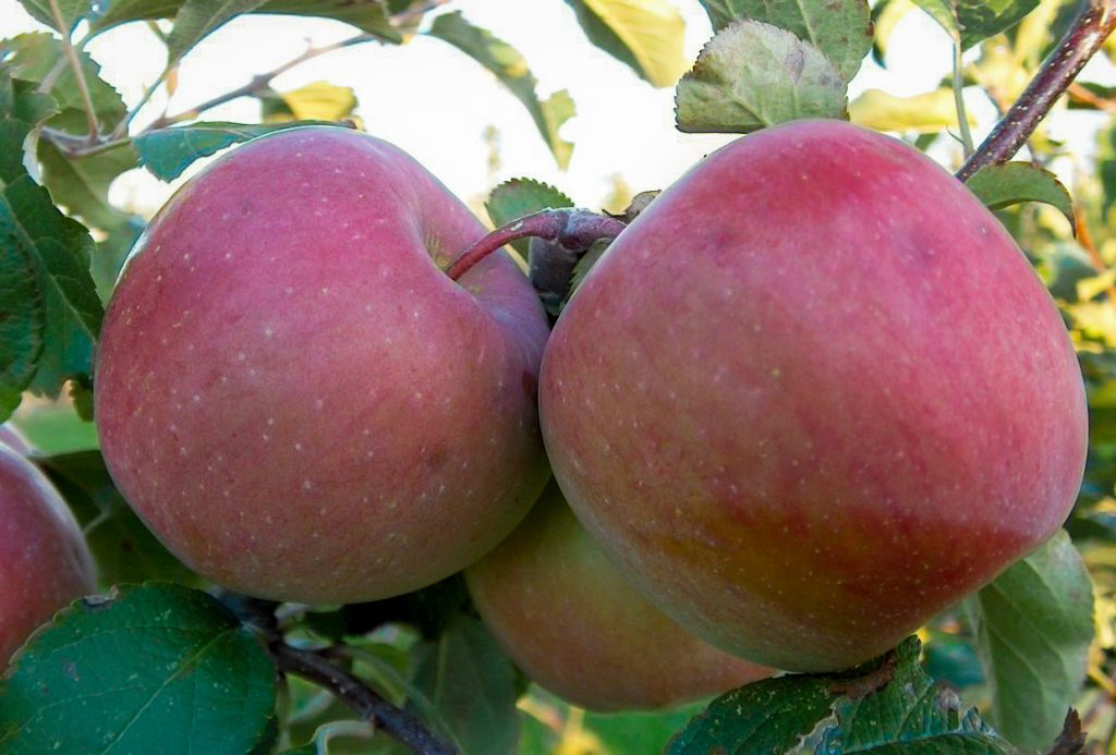 Fuji apple tree