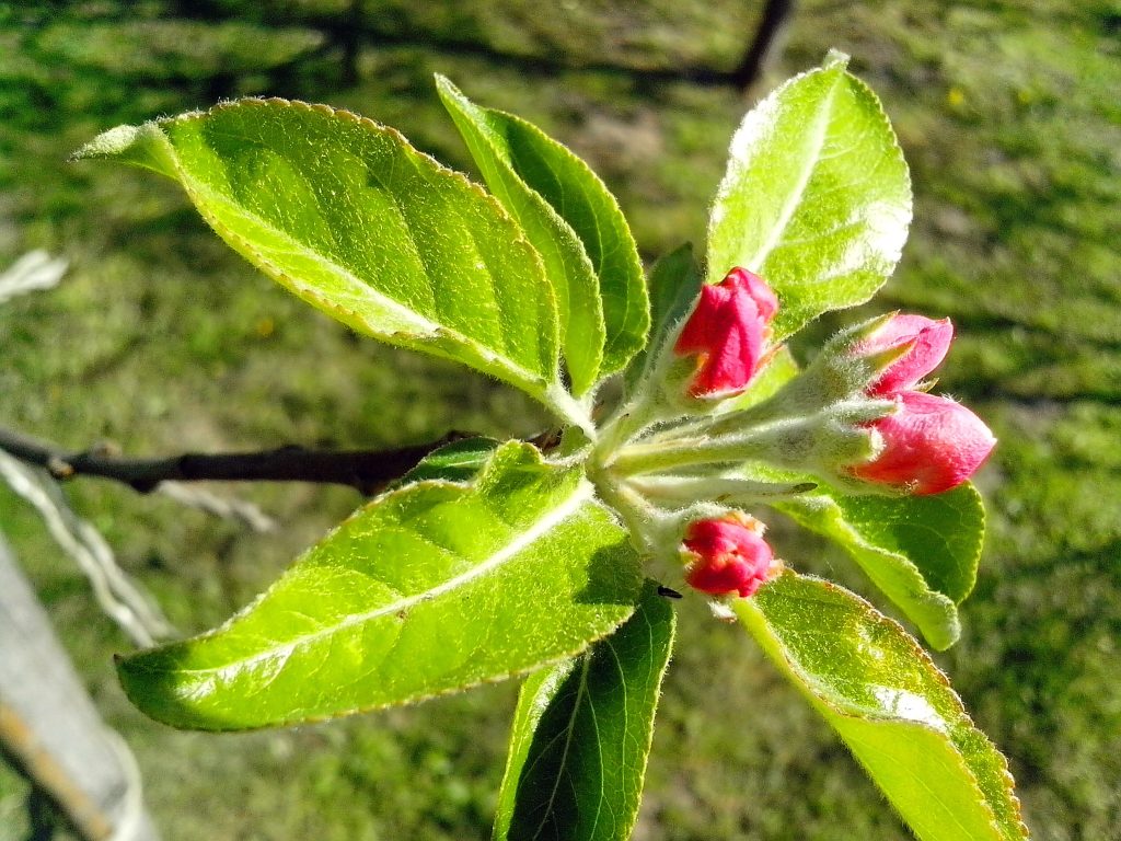How Fast Do Honeycrisp Apple Trees Grow 5 Full sun exposure