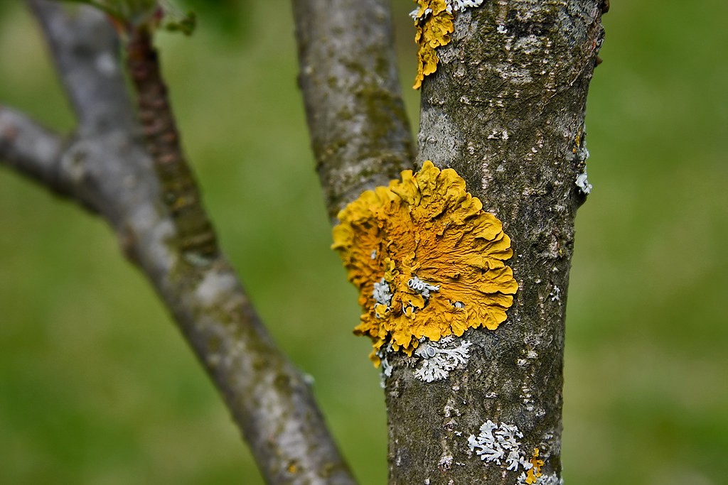 How to Treat Apple Tree Diseases