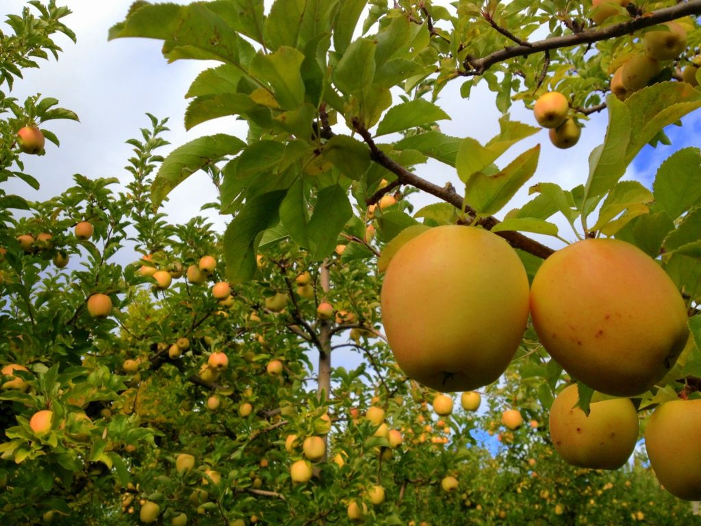 How Long Does It Take for an Apple Tree to Bear Fruit - 5 Fast Growing Apple Variety 4 How Long Does It Take for an Apple Tree to Bear Fruit