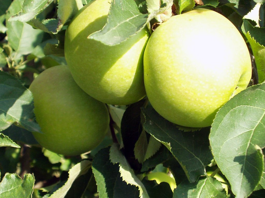 Golden Delicious Apple tree