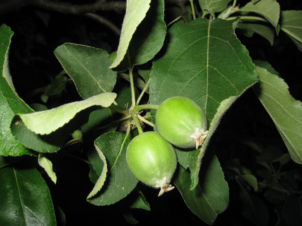 How Long Does It Take for an Apple Tree to Bear Fruit - 5 Fast Growing Apple Variety 5 how long does it take for an apple tree to bear fruit