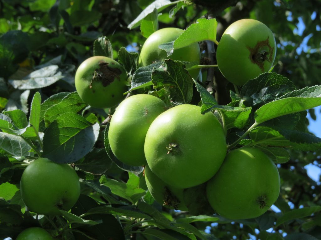 Granny Smith Apple Tree