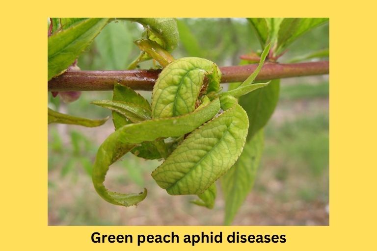 Green peach aphid diseases