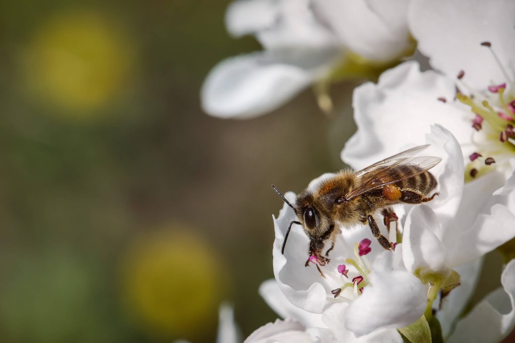 Honeybees