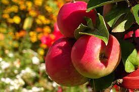 Honeycrisp Apple Fruit