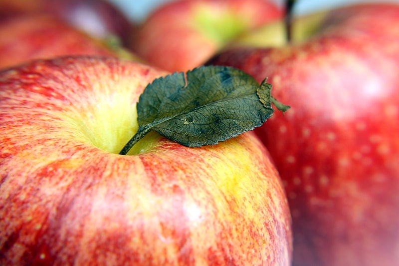 Honeycrisp Apple tree
