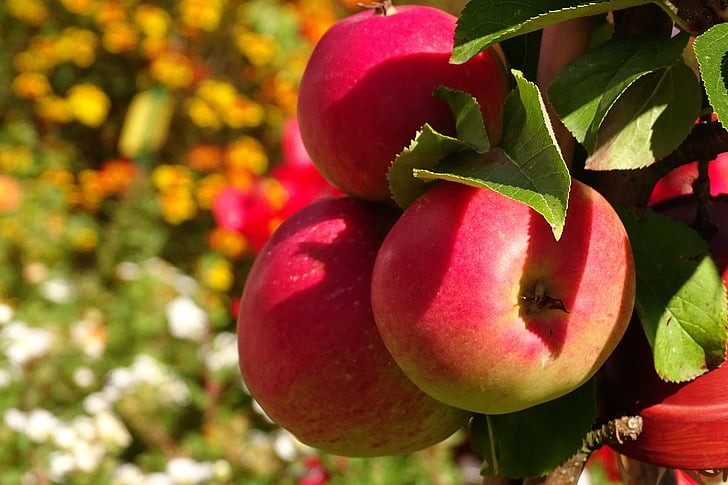 How Long Does It Take for an Apple Tree to Bear Fruit - 5 Fast Growing Apple Variety 6 how long does it take for an apple tree to bear fruit