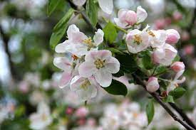 Honeycrisp apple flowering