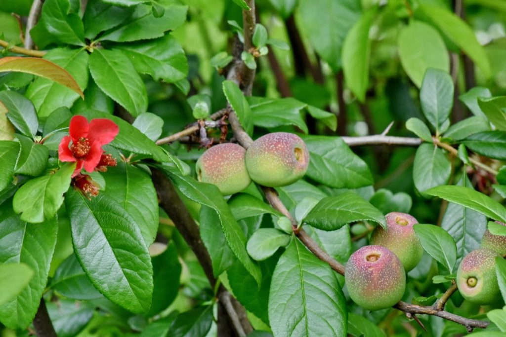 How Long Does an Apple Tree Take to Grow
