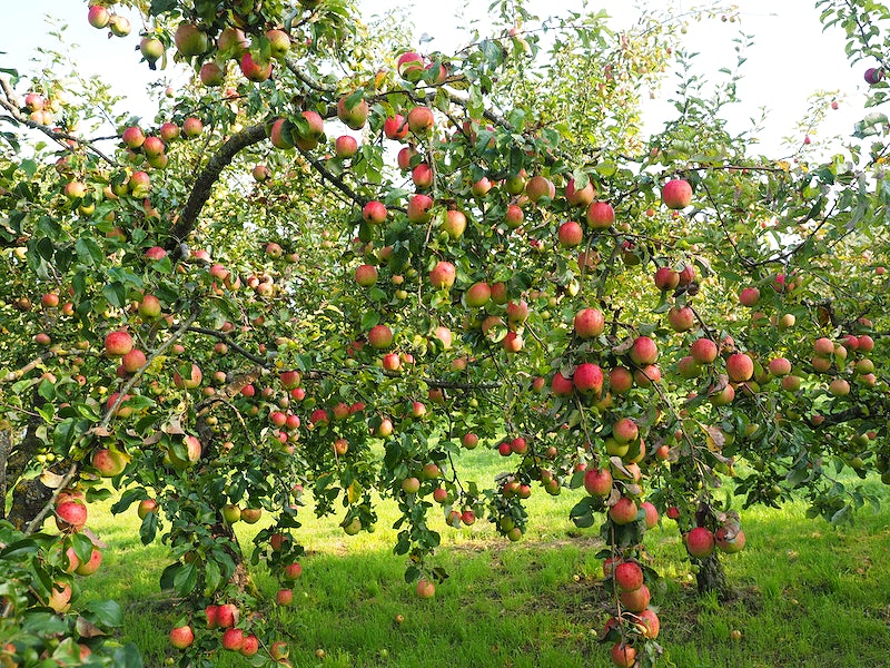  how long does it take for an apple tree to bear fruit