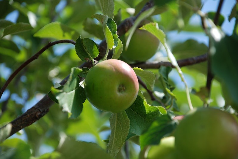 How to care apple tree