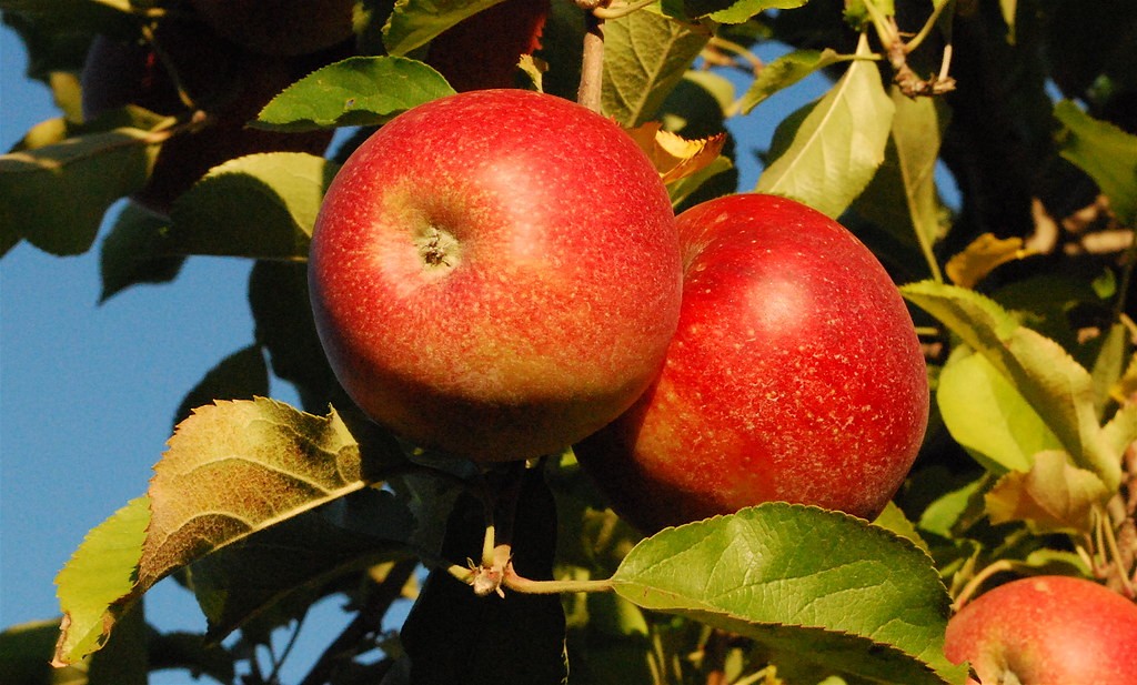 Jonathan Apple Tree